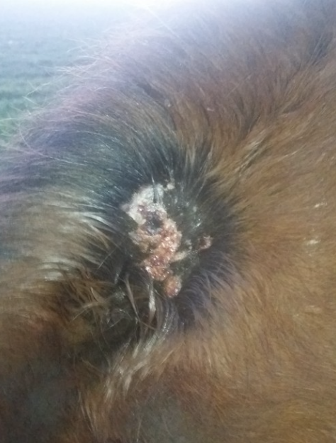 maladie infectieuse cheval